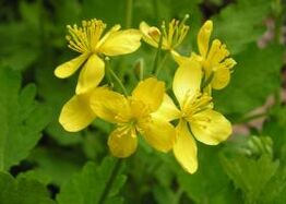 Pros and cons of using celandine for warts.